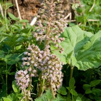 Butterbur